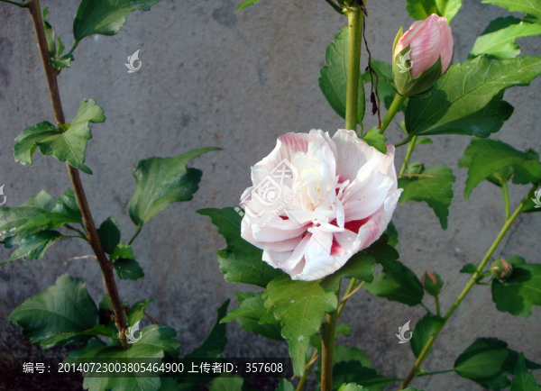 木錦花