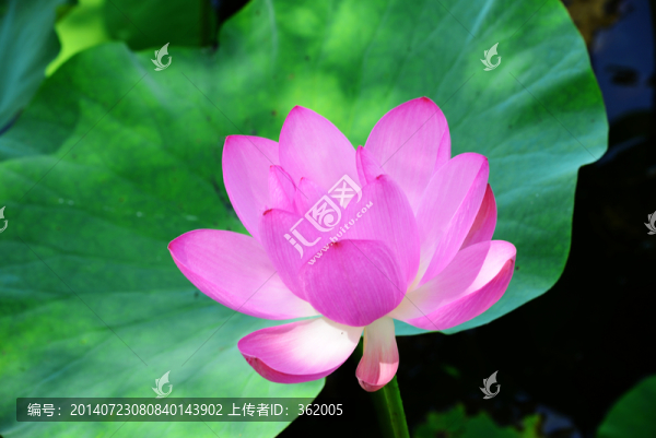 荷花