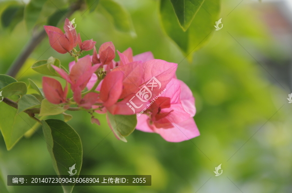 三角梅