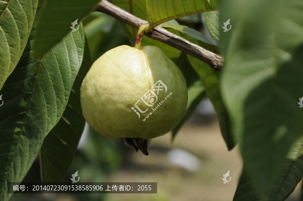 番石榴