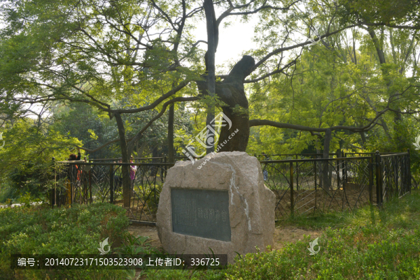 會(huì)前村遺址古槐樹
