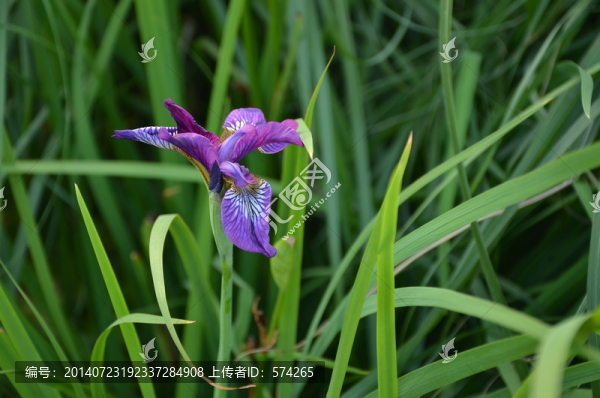 紫色的花
