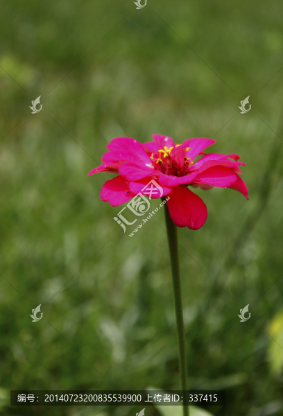 百日草花