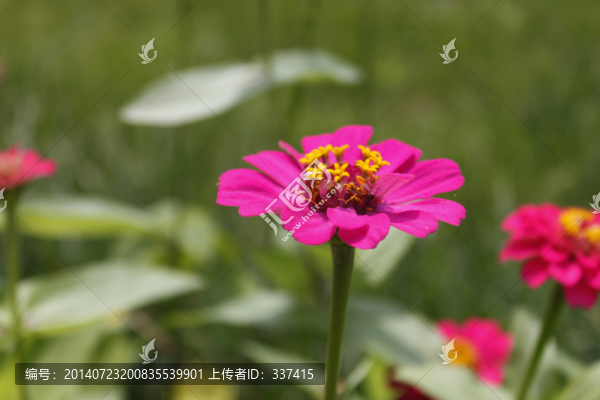 百日草花