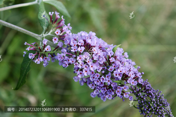 醉魚草