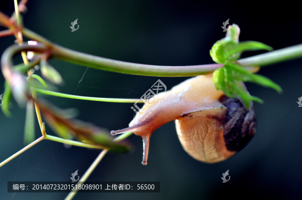 蝸牛