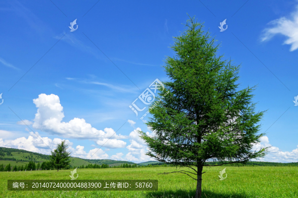原野孤樹