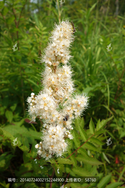 野生植物,珍珠梅