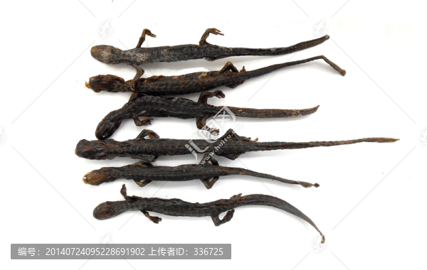 中醫(yī)中藥羌活魚
