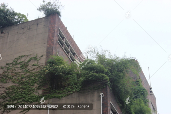 爬山虎