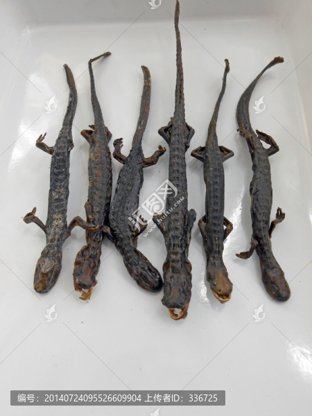 中醫(yī)中藥羌活魚