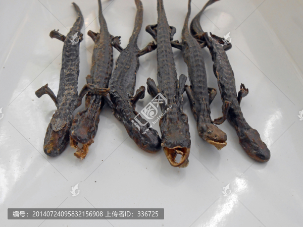 中醫(yī)中藥羌活魚