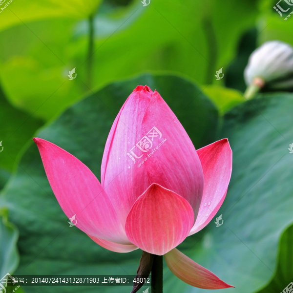 雨后的紅荷花