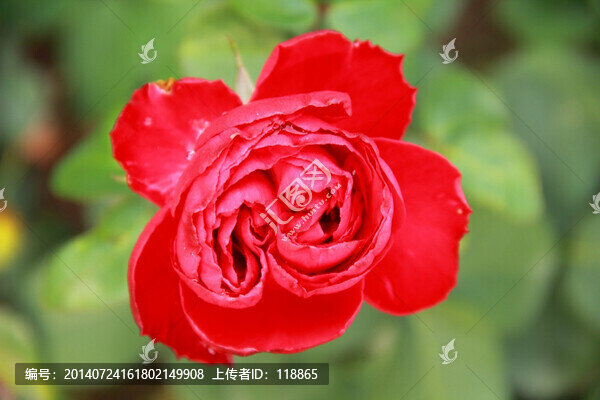 雙胞胎月季花