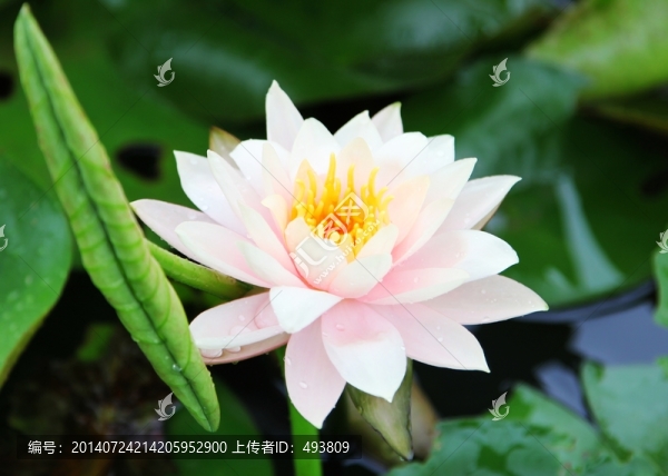 睡蓮單花
