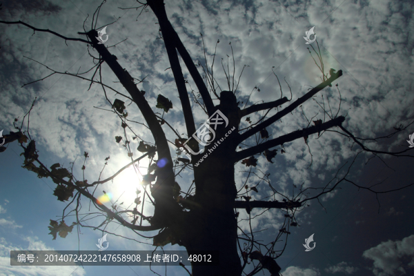 法桐陽光