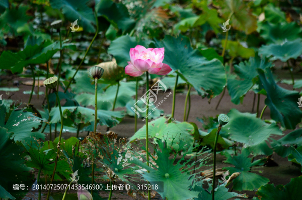 荷花