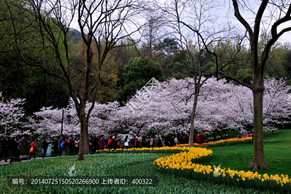 郁金香,太子灣公園,櫻花,早春