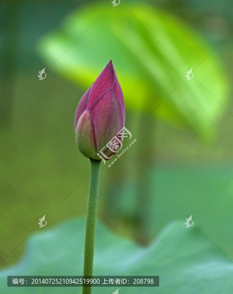 荷苞
