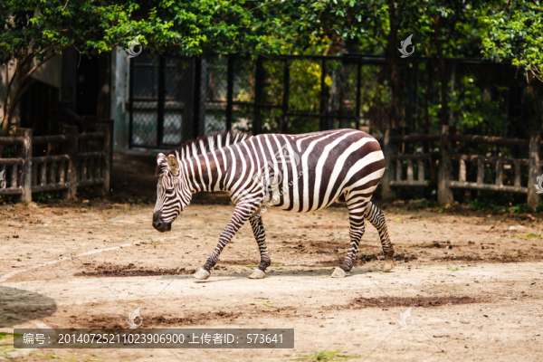 斑馬