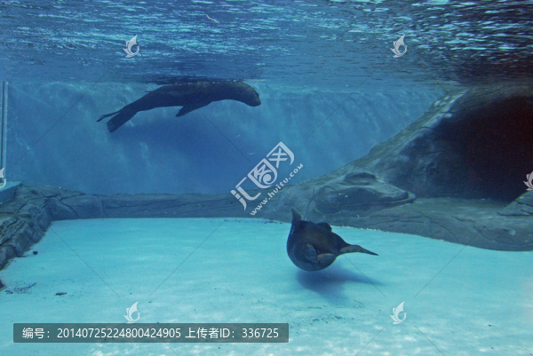 海豹
