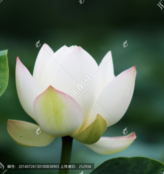 荷