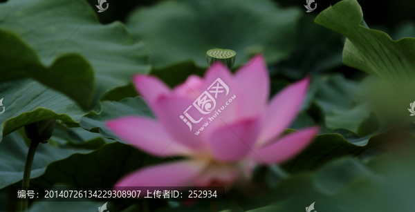 荷