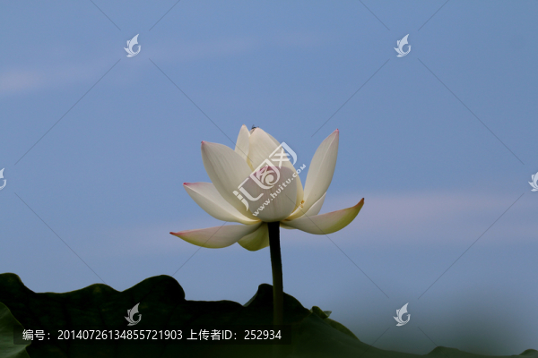 荷