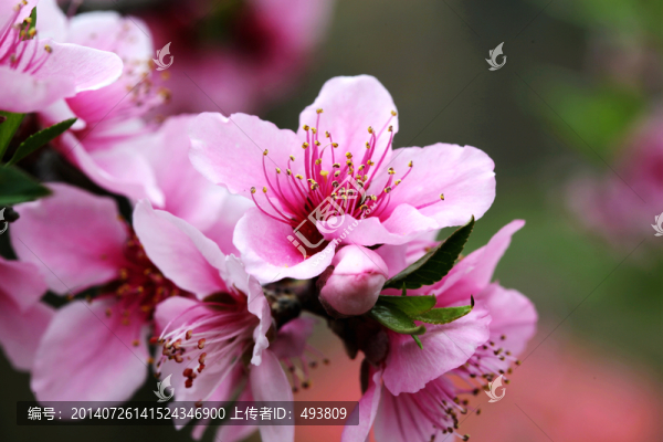 桃花