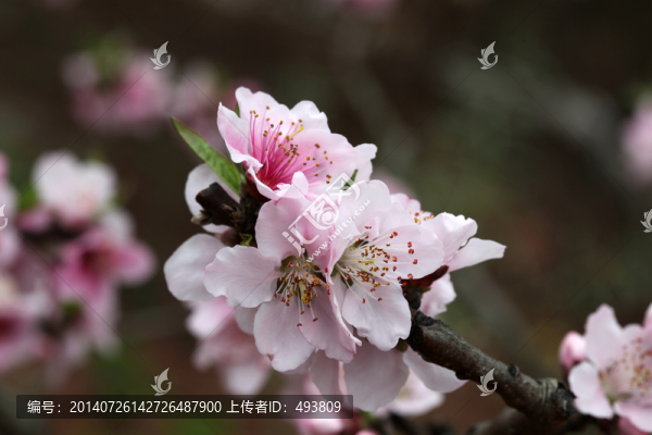桃花