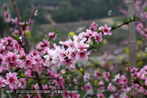 桃花