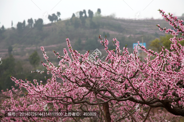 桃花