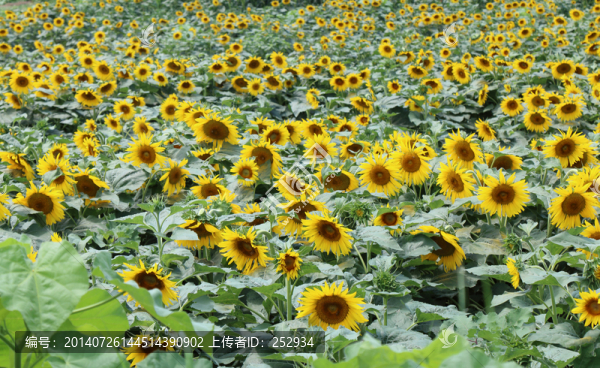 葵花