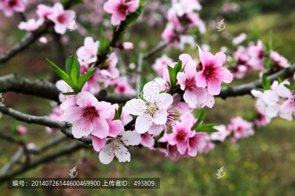 桃花