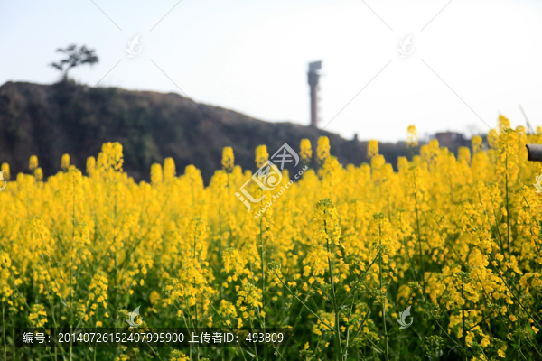 油菜花