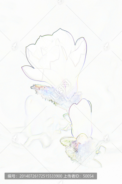 藝術(shù)花卉,玉蘭