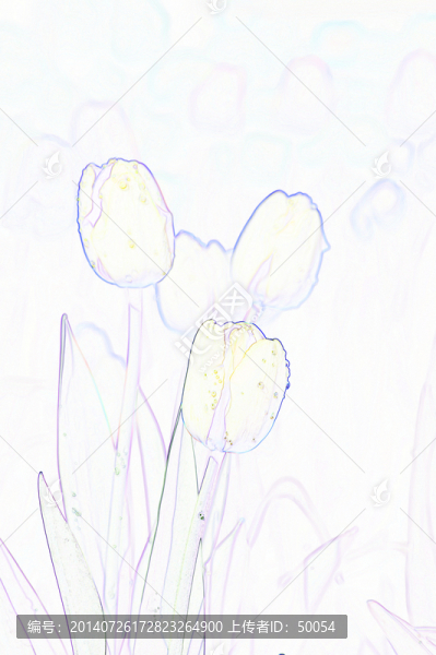 藝術(shù)花卉,郁金香