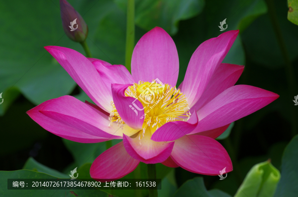 粉紅色荷花