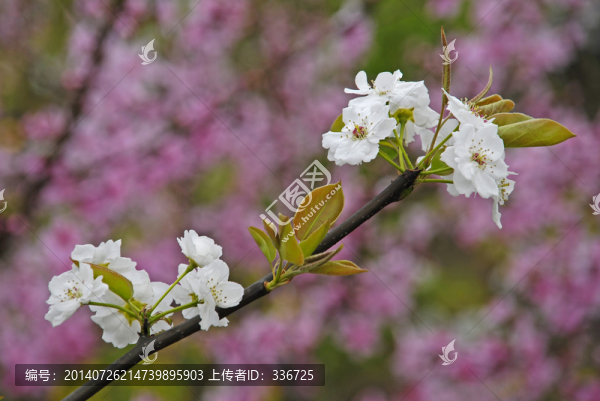 桃花梨花