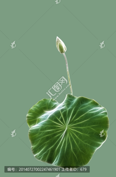 荷花,花片,陶瓷