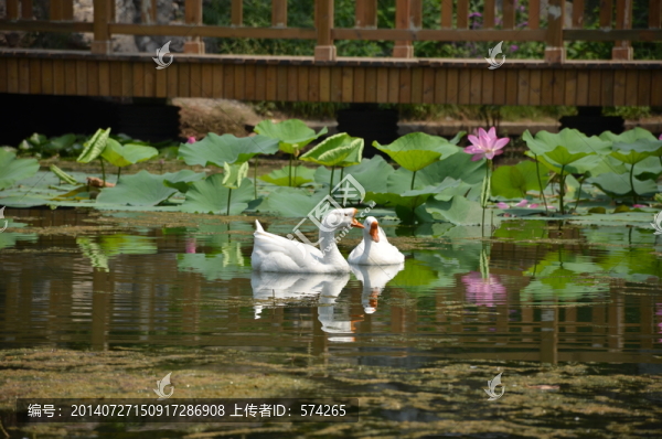 天鵝