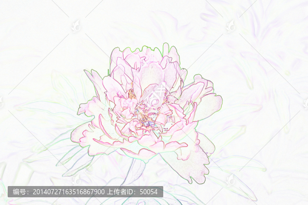 藝術(shù)花卉,芍藥花