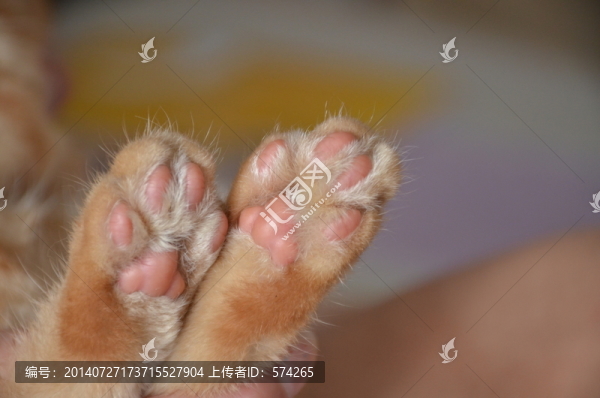 貓爪