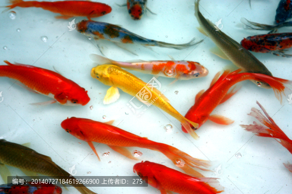 觀賞魚,錦鯉,金魚,鯉魚,魚群