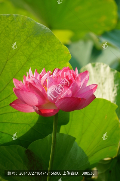 重瓣紅蓮花