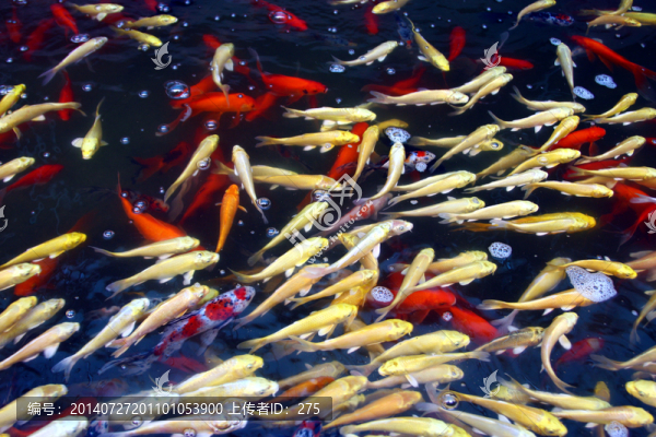 觀賞魚,錦鯉,金魚