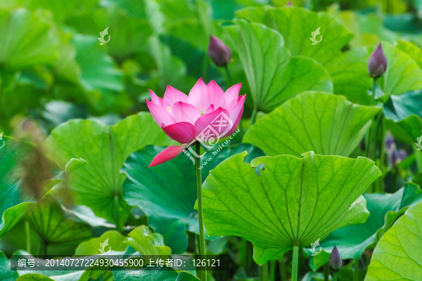 荷花