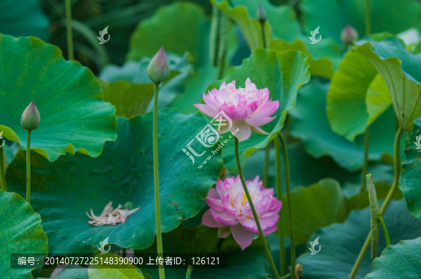 荷花