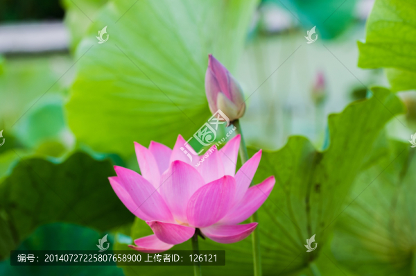 荷花