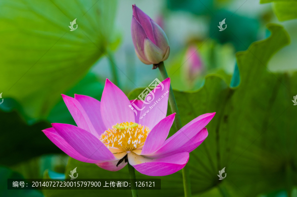 荷花